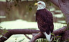 Soaring Eagles Adventures Coupons Augusta, West Virginia Deals