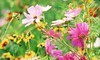 Indian Trails Native Nursery Coupons Lake Worth, Florida Deals