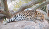 The Living Desert Coupons Palm Desert, California Deals