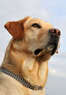 Spot On Agility Coupons Fife, WA Deals