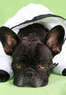 Milton's Grooming Parlor Coupons Lake Worth, FL Deals