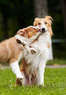 A2 Doggy Adventures Coupons  Deals