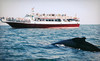 Cape May Whale Watcher Coupons Cape May, New Jersey Deals