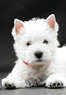 Tuxedo's K9 Training Camp Coupons Rochester, NY Deals