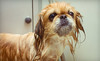 Abba's Place Dog Grooming Coupons Medford, Massachusetts Deals