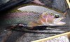 Sierra Fly Fisher Tours Coupons  Deals