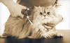 Carolinas Veterinary Care Clinic Coupons Huntersville, North Carolina Deals