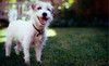 Yappy Hour Pet Resort Coupons Gladstone, Missouri Deals