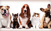 Quail Hollow Animal Hospital Coupons Wesley Chapel, Florida Deals