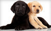 Pampered Paws Pet Salon Coupons Santa Rosa, California Deals