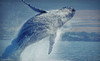 Island Water Sports Hawaii Coupons Honolulu, Hawaii Deals