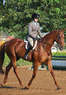 Leone Equestrians Coupons Sacramento, CA Deals