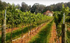 Morgan Ridge Vineyards Coupons Gold Hill, North Carolina Deals