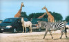 African Safari Wildlife Park Coupons Port Clinton, Ohio Deals