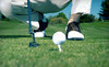 White Oaks Country Club Coupons Newfield, New Jersey Deals