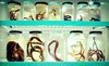 Beaty Biodiversity Museum Coupons Vancouver, British Columbia Deals
