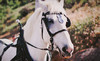 The Ranch at Bandy Canyon Coupons Escondido, California Deals