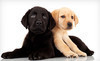 The Green Paw Spa Coupons North Providence, Rhode Island Deals
