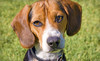 A Pampered Pooch Coupons Bellevue, Washington Deals