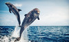 Dolphin Landings Charter Boat Center Coupons St. Pete Beach, Florida Deals