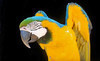 Wild Wonders, Inc. Coupons Bonsall, California Deals