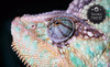 Reptilia Coupons Vaughan, Ontario Deals