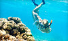 Hawaiian Diving Adventures, LLC Coupons Honolulu, Hawaii Deals