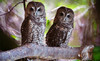 Mountain View Wildlife Conservation Coupons Langley, British Columbia Deals