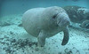Manatee Tour and Dive Coupons Crystal River, Florida Deals