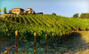 Wise Villa Winery Coupons Lincoln, California Deals