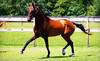 Myakka River Ranch Coupons Myakka City, Florida Deals
