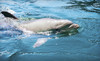 DolFunTours LLC Coupons Melbourne, Florida Deals