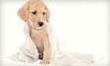 Luxury Pet Spa & Boutique Coupons New Hyde Park, New York Deals