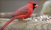 Wild Birds Unlimited Coupons Pittsburgh, Pennsylvania Deals