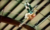 Trapeze Austin Coupons Austin, Texas Deals