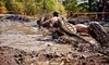 The Survival Race Coupons Holland, Ohio Deals