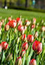 Daniel's Lawn & Garden Center Coupons Harleysville, PA Deals