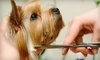 The Downtown Animal Hospital Coupons Louisville, Kentucky Deals
