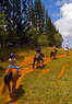 Horseback Riding: LivingSocial Original Coupons New York, NY Deals