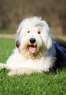 NYC Pet Nannies Coupons  Deals