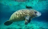 Adventure Diving Coupons Crystal River, Florida Deals