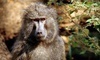 America's Teaching Zoo Coupons Moorpark, California Deals