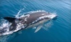 Isla Tours Coupons South Padre Island, Texas Deals