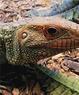 World Of Discovery Reptile Zoo  Coupons Ann Arbor, MI Deals