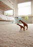 Carpet Cleaning Los Angeles Coupons  Deals