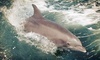 Sightseer Whale & Dolphin Trips Coupons Wildwood, New Jersey Deals