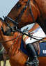 Norwood Stables Coupons Savannah, GA Deals