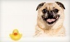 DoggyDASH Coupons New York, New York Deals