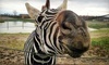 African Safari Wildlife Park Coupons Port Clinton, Ohio Deals