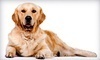 Pawcasso's Luxury Pet Spa Coupons Tulsa, Oklahoma Deals